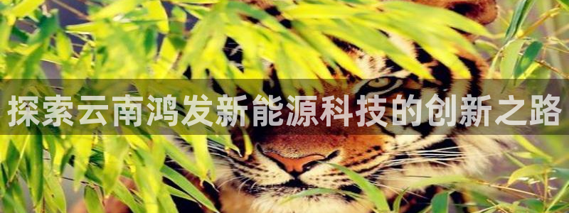 sunbet手机版官网下载