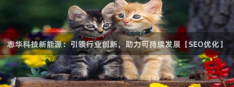 sunbet最新消息