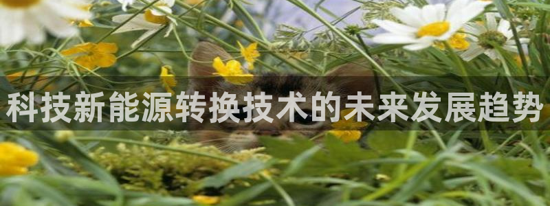 sunbet源码