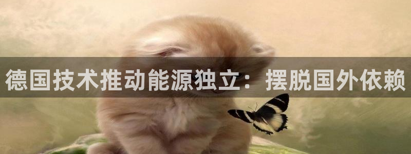 sunbet源码