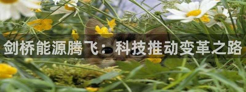 sunbet燃气灶